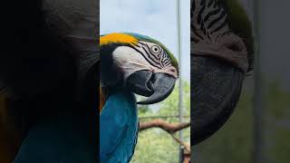 금강앵무새, 마카우, Parrots, Macaws 18, 기증영상, pexels