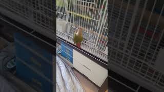 아기 앵무새 코뉴어 문 들어가기