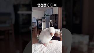 매미전문가?! 앵선생 이다복 #앵무새 #러블리다다즈 #퀘이커
