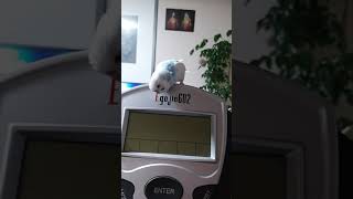 사랑앵무  말하기