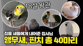 새 40마리 키우는 집사님, (앵무새, 핀치)