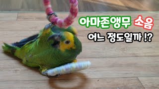아마존앵무 소음 / 대형앵무 소리 얼마나 클까?