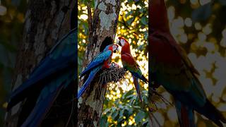 The Absurd Parenting Styles of Parrots