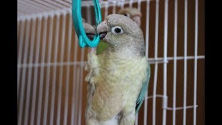 [비피 the us] 버드펠리스 택배 리뷰 - 앵무새 …