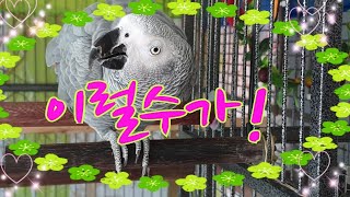 [방송사고]kt인터넷 문제발생으로 앵무새똘이 생방송진행 중단사태~죄송합니다~