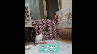 수리 하늘이에게 음식배달♡ 잘했다  #parrot #세…