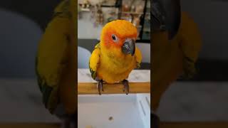 썬코뉴어앵무새 졸귀임