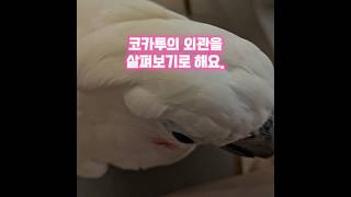 #앵무새 #코카투 #엄브렐라코카투 #parrot #cockatoo #umbrellacockatoo