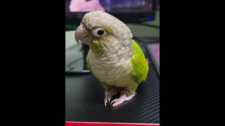 뚠뚠 ♡또또의 일상~♡♡♡ #코뉴어앵무새 #귀여운 #사…