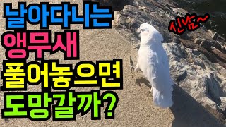 날아다니는 앵무새 풀어놓으면 도망갈까?
