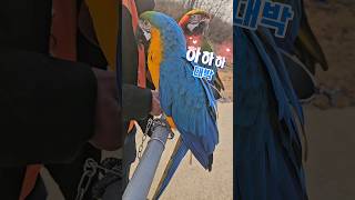 청금강 머루 / 잣까는 기술