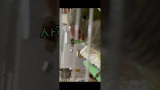 뿌꾸의 삿앙해 말하기 ! #앵무새#birds#퀘이커#shorts