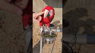 사춘기 앵무새 먹는거 가지고 부부싸움 할 뻔 했어요 ㅋㅋ #앵무새 #부부싸움 #먹는게남는거