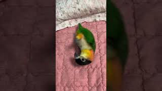 카이큐앵무새) 해바라기씨를 먹기위해 재주 부리는 티모!!