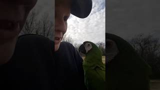 Brief view of the windy walk with Aki (Severe Macaw; Chestnut Fronted macaw; mini-macaw)