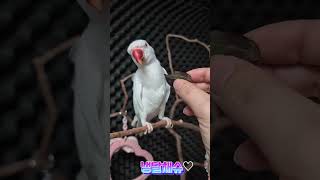 거봉간식#목도리앵무새#앵무새#parrot#먹방#간식#코뉴어#모란#거봉