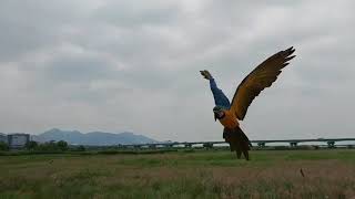 자유비행 앵무~~