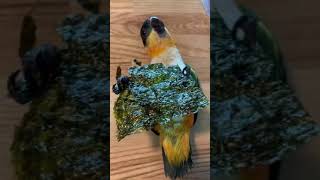 누워서 김 먹는 카이큐 앵무