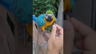 잣 먹으러 다가오는 루카 #shorts #청금강