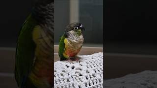 귀여운 앵무새#코뉴어앵무새 #하랑이♡하봉이