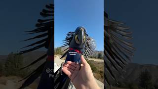 Hyacinth Macaw Takes On little…