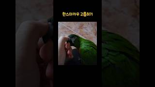 앵무새 귀찮게 하는 앵집사 #앵무새 #반려동물 #빈려앵무 #한스마카우