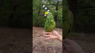깜놀!석남사에서 만난 앵무새 마루!한번만 해줘 제발ㅋㅋㅋ#Shorts