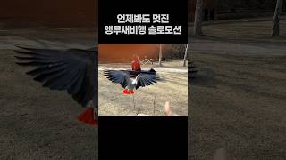 언제봐도 멋진 앵무새 비행 슬로모션~ ✈️ 회색앵무 잠…