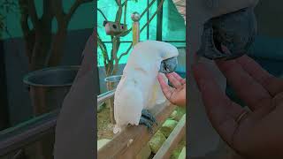 Adorable cockatoo ❤️ #birds #p…