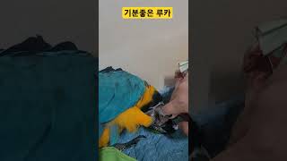 머리 긁어줘서 기분좋은 루카 #parrot #앵무새 #…