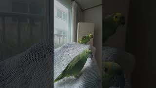 아마존앵무새 말하고 놀아주기