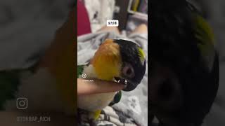 로빈훗 리치 #parrot #앵무새 #앵집사 #카이큐