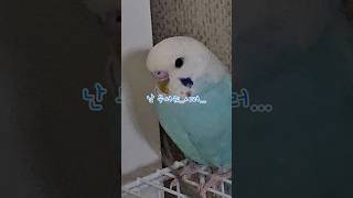 사랑앵무와 왕관앵무 브이로그 #밀렛은무서워 #뭐래? #…