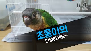 (코뉴어 앵무)초롱이의 안녕하세요~