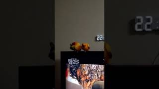 쿠쿠다스의 팬트하우스