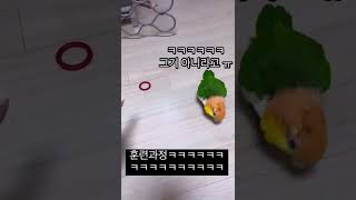 너무 귀여워서 박제