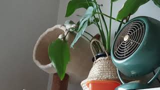 여인초 아작내는 코뉴어 ㅜㅜ