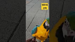 앵무새 야간 산책 #parrot #앵무새 #노래하는앵무새 #청금강앵무새 #홍금강앵무새 #청금강앵무새 #앵무새야간산책
