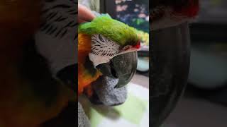 착한 할리퀸 마카우