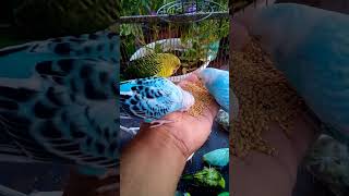 This Amazon bird toy is SO COOL#birds#parrot #birdslover #budgis #lovebirds #budgiegar #cute #health