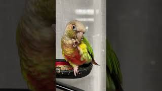 소망이의 일상(코뉴어)