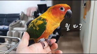 까칠하지만 귀여운 썬코뉴어 앵무새 보리