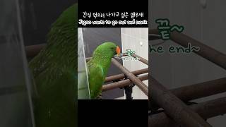 [지구] 간식 먹으러 나가고 싶은 앵무새 / Jigoo…