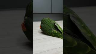 아마존 매니아클럽