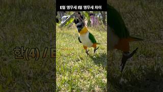 앵무새 MBTI  공개합니다 (극E / 극 I) #pa…