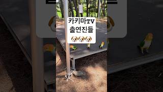 똥강아지들 산책와쪄염#산책 #shorts #카이큐 #parrot #동물 #birds #앵무새 #반려동물