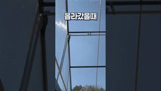 앵무새가 높은곳에 올라갔을 때  회색앵무 모란앵무, 가…