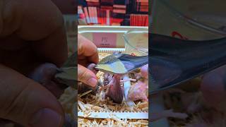 듀컵 코카투, 뉴기니아 앵무. 검은 머리 카이큐, 세네갈 앵무, 로리 #parrot #birdslover #birds #pets #animals #사계절앵무새