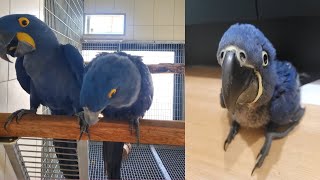 히아신스 마카우 성장기