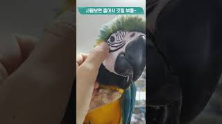 무럭무럭 자란 청금강 아기 소리, 멋진 앵무새 되거라~…